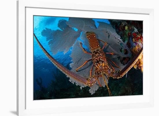 Caribbean spiny lobster sitting on top of Common sea fan-Claudio Contreras-Framed Photographic Print