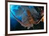 Caribbean spiny lobster sitting on top of Common sea fan-Claudio Contreras-Framed Photographic Print