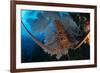 Caribbean spiny lobster sitting on top of Common sea fan-Claudio Contreras-Framed Photographic Print