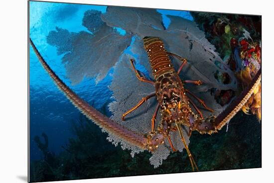 Caribbean spiny lobster sitting on top of Common sea fan-Claudio Contreras-Mounted Photographic Print