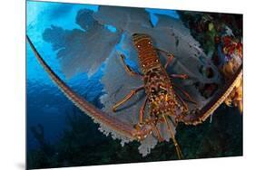 Caribbean spiny lobster sitting on top of Common sea fan-Claudio Contreras-Mounted Photographic Print