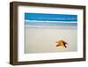 Caribbean Starfish over Sand Beach-Vitaliy Pakhnyushchyy-Framed Photographic Print