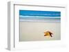 Caribbean Starfish over Sand Beach-Vitaliy Pakhnyushchyy-Framed Photographic Print