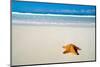 Caribbean Starfish over Sand Beach-Vitaliy Pakhnyushchyy-Mounted Photographic Print