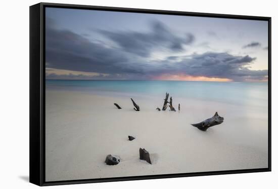 Caribbean Sunset Frames Tree Trunks on Ffryes Beach, Antigua, Antigua and Barbuda-Roberto Moiola-Framed Stretched Canvas