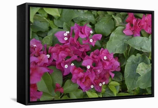 Caribbean, Virgin Gorda. Bougainvillea Flowers, Gorda Sound-Kevin Oke-Framed Stretched Canvas