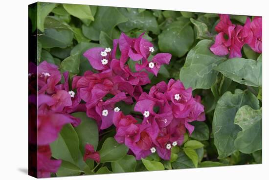 Caribbean, Virgin Gorda. Bougainvillea Flowers, Gorda Sound-Kevin Oke-Stretched Canvas