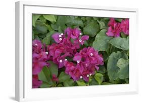 Caribbean, Virgin Gorda. Bougainvillea Flowers, Gorda Sound-Kevin Oke-Framed Photographic Print