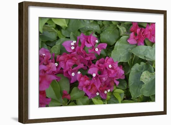 Caribbean, Virgin Gorda. Bougainvillea Flowers, Gorda Sound-Kevin Oke-Framed Photographic Print