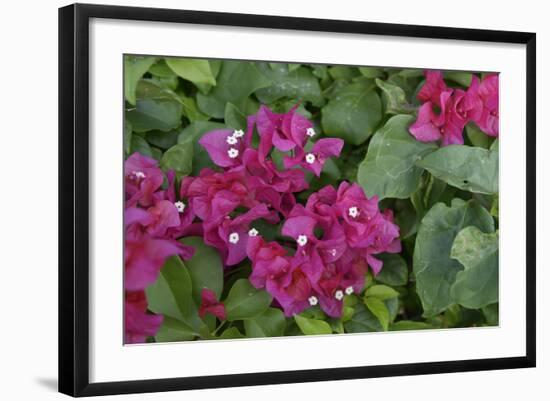 Caribbean, Virgin Gorda. Bougainvillea Flowers, Gorda Sound-Kevin Oke-Framed Photographic Print