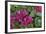 Caribbean, Virgin Gorda. Bougainvillea Flowers, Gorda Sound-Kevin Oke-Framed Photographic Print