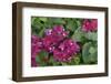 Caribbean, Virgin Gorda. Bougainvillea Flowers, Gorda Sound-Kevin Oke-Framed Photographic Print