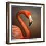 Caribean Fllamingo Portrait ( Phoenicopterus Ruber Ruber)-Johan Swanepoel-Framed Photographic Print