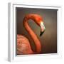 Caribean Fllamingo Portrait ( Phoenicopterus Ruber Ruber)-Johan Swanepoel-Framed Photographic Print