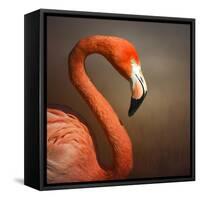 Caribean Fllamingo Portrait ( Phoenicopterus Ruber Ruber)-Johan Swanepoel-Framed Stretched Canvas