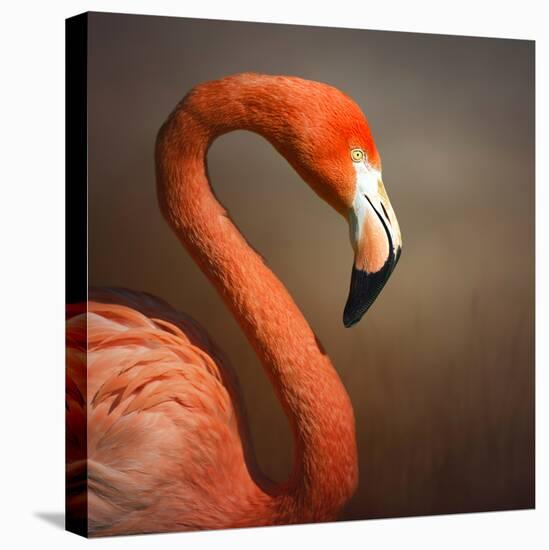 Caribean Fllamingo Portrait ( Phoenicopterus Ruber Ruber)-Johan Swanepoel-Stretched Canvas