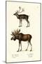 Caribou, 1824-Karl Joseph Brodtmann-Mounted Giclee Print