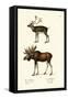 Caribou, 1824-Karl Joseph Brodtmann-Framed Stretched Canvas