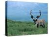 Caribou and Fresh Snow, Denali National Park, Alaska, USA-Howie Garber-Stretched Canvas