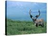 Caribou and Fresh Snow, Denali National Park, Alaska, USA-Howie Garber-Stretched Canvas