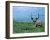 Caribou and Fresh Snow, Denali National Park, Alaska, USA-Howie Garber-Framed Photographic Print