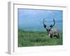 Caribou and Fresh Snow, Denali National Park, Alaska, USA-Howie Garber-Framed Photographic Print