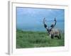 Caribou and Fresh Snow, Denali National Park, Alaska, USA-Howie Garber-Framed Photographic Print