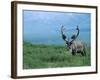 Caribou and Fresh Snow, Denali National Park, Alaska, USA-Howie Garber-Framed Photographic Print