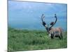 Caribou and Fresh Snow, Denali National Park, Alaska, USA-Howie Garber-Mounted Photographic Print