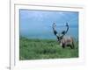 Caribou and Fresh Snow, Denali National Park, Alaska, USA-Howie Garber-Framed Photographic Print