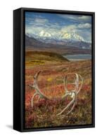 Caribou antlers in front of Mt. McKinley, Denali NP, Alaska, USA-Jerry Ginsberg-Framed Stretched Canvas