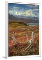 Caribou antlers in front of Mt. McKinley, Denali NP, Alaska, USA-Jerry Ginsberg-Framed Premium Photographic Print