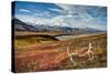 Caribou antlers in front of Mt. McKinley, Denali NP, Alaska, USA-Jerry Ginsberg-Stretched Canvas