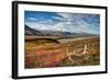 Caribou antlers in front of Mt. McKinley, Denali NP, Alaska, USA-Jerry Ginsberg-Framed Photographic Print