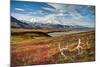 Caribou antlers in front of Mt. McKinley, Denali NP, Alaska, USA-Jerry Ginsberg-Mounted Photographic Print