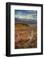 Caribou antlers in front of Mt. McKinley, Denali NP, Alaska, USA-Jerry Ginsberg-Framed Photographic Print