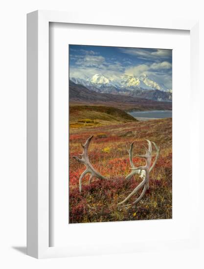 Caribou antlers in front of Mt. McKinley, Denali NP, Alaska, USA-Jerry Ginsberg-Framed Photographic Print