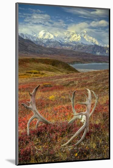 Caribou antlers in front of Mt. McKinley, Denali NP, Alaska, USA-Jerry Ginsberg-Mounted Photographic Print