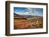 Caribou antlers in front of Mt. McKinley, Denali NP, Alaska, USA-Jerry Ginsberg-Framed Photographic Print