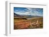 Caribou antlers in front of Mt. McKinley, Denali NP, Alaska, USA-Jerry Ginsberg-Framed Photographic Print