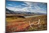 Caribou antlers in front of Mt. McKinley, Denali NP, Alaska, USA-Jerry Ginsberg-Mounted Photographic Print