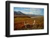 Caribou antlers in front of Mt. McKinley, Denali NP, Alaska, USA-Jerry Ginsberg-Framed Photographic Print