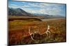 Caribou antlers in front of Mt. McKinley, Denali NP, Alaska, USA-Jerry Ginsberg-Mounted Photographic Print