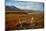 Caribou antlers in front of Mt. McKinley, Denali NP, Alaska, USA-Jerry Ginsberg-Mounted Photographic Print