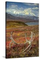 Caribou antlers in front of Mt. McKinley, Denali NP, Alaska, USA-Jerry Ginsberg-Stretched Canvas