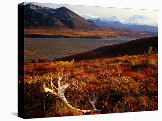 Caribou Antlers on the Tundra in Denali National Park, Denali National Park & Reserve, USA-Mark Newman-Stretched Canvas