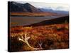 Caribou Antlers on the Tundra in Denali National Park, Denali National Park & Reserve, USA-Mark Newman-Stretched Canvas