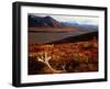 Caribou Antlers on the Tundra in Denali National Park, Denali National Park & Reserve, USA-Mark Newman-Framed Photographic Print