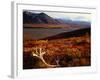 Caribou Antlers on the Tundra in Denali National Park, Denali National Park & Reserve, USA-Mark Newman-Framed Photographic Print