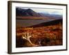 Caribou Antlers on the Tundra in Denali National Park, Denali National Park & Reserve, USA-Mark Newman-Framed Photographic Print